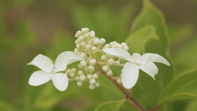 White Flowers Of Hydrangea Paniculata Siebold Phantom. Panicled