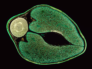 phaseolus vulgaris bean seed - cross section cut under the microscope – microscopic view of plant...