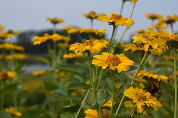 Yellow flowers in the field