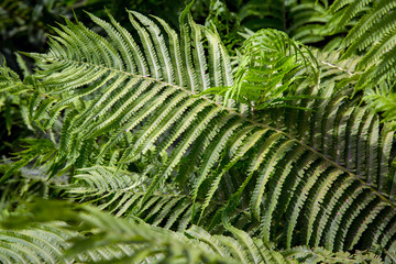 fern green leaves, close-up.