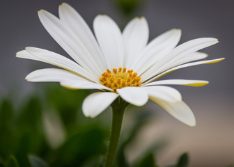 White Daisy
