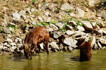 Cerf du Prince Alfred 