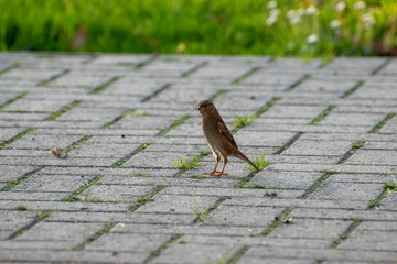 sparows and a piece of bread