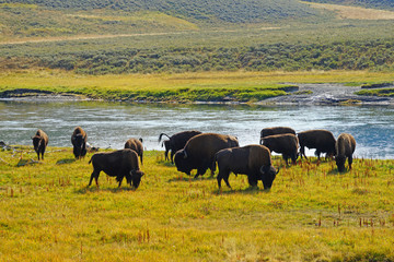 View of a herd of bison in the grass in Yellowstone National Park, Wyoming