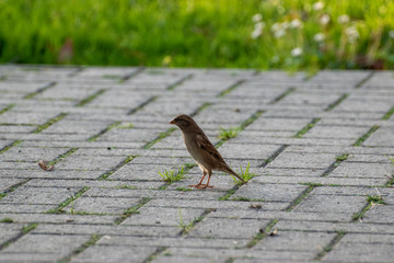 sparows and a piece of bread