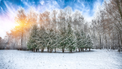 Christmas trees and birches covered with snow in the city park.