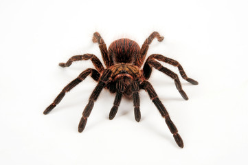 Kuba-Vogelspinne (Phormictopus cubensis) - tarantula from Cuba