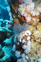 Fototapeta na wymiar El Quseir: A beautiful feather duster worm spreading its feathery branches out of its tube