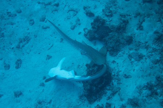 A rare sight: two mating leopard sharks on the reef of the Similan Islands National Park, Thailand