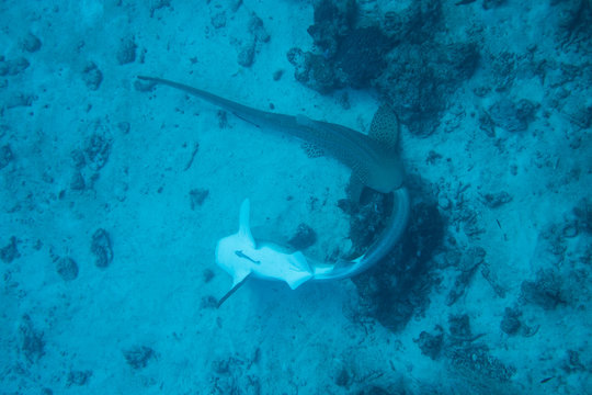 A rare encounter: two mating leopard sharks in the Similan Islands National Park, Thailand