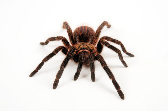 Kuba-Vogelspinne (Phormictopus cubensis) - tarantula from Cuba