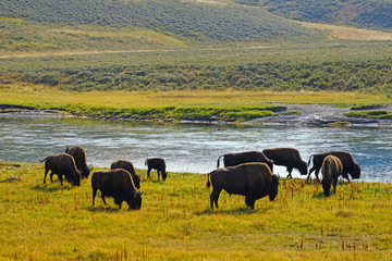 View of a herd of bison in the grass in Yellowstone National Park, Wyoming © eqroy