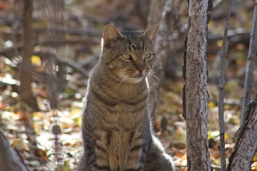 Green eyed cat in the woods