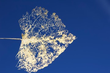 Aspen against the sky