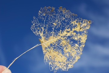 Aspen leaf against the sky