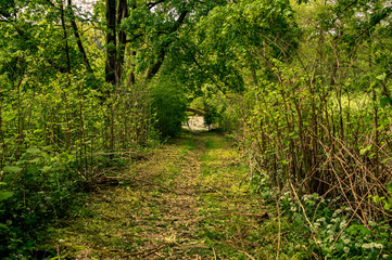 Obraz premium Landscape scene of a path