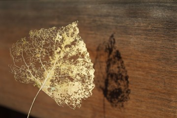 Aspen leaf shadow on wood