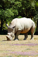 Naklejka premium Rhinocéros blanc en train de manger