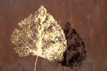 Leaf shadow on iron