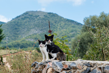 A mother and her two kitties in a stone wall at the village of Agios Athanasios, Macedonia, Greece