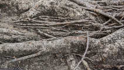 The roots of the tree.