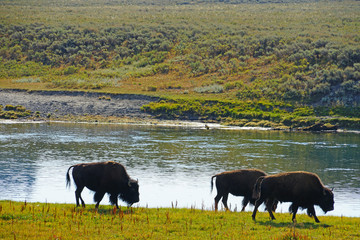 View of a herd of bison in the grass in Yellowstone National Park, Wyoming