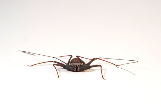 Gei&szlig;elspinne (Phrynus marginemaculatus) - whip-spider