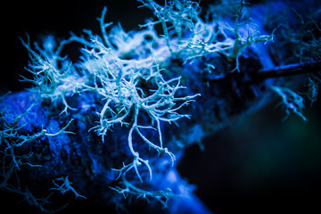 macro of some fungi in blue lights - obrazy, fototapety, plakaty