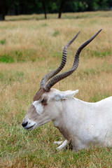 Addax
