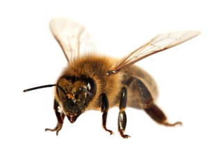 bee or honeybee or honey bee isolated on the white
