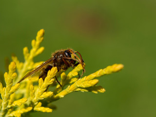 close-up shot of honey bee on yellow flower