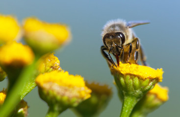 bee or honeybee on yellow flower