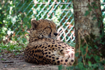 Guépard en train de dormir