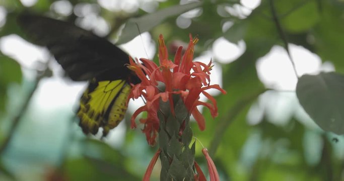 Schmetterling fliegt auf Blume