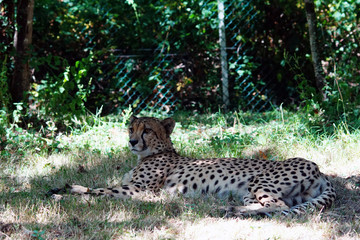 Guépard d'Afrique du Sud