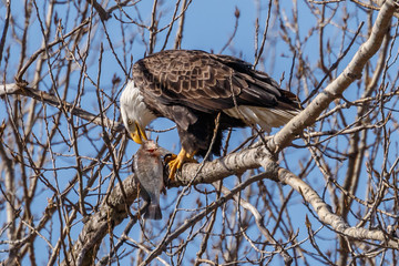 bald eagle eating a fish