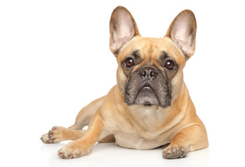 Fototapeta premium Young French Bulldog graceful lying