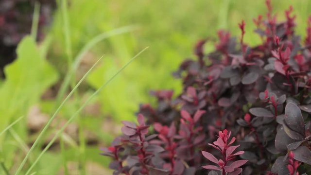 Leaves On Bush Of Berberis Thunbergii, The Japanese Barberry, Th