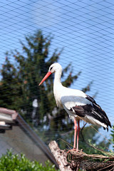 cicogna-uccelli-becca-giardino zoologico