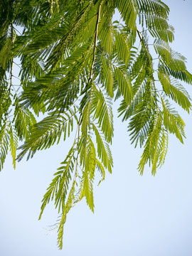 Zweige des Palisanderbaums oder Jacarandabaums