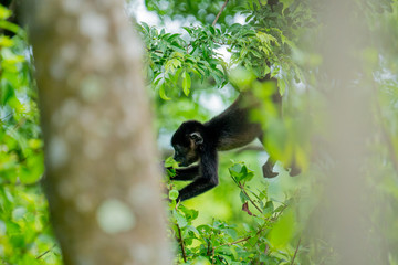 Baby Howler Monkey Eating a Leaf Costa Rica