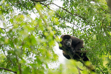 Howler Monkey Laying in Tree Costa Rica