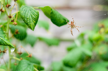 Brown spider and spider web between raspberry leaves.
