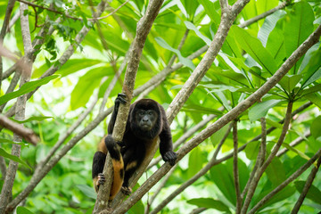 Howler Monkey in Tree Costa Rica