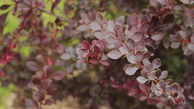 Leaves On Bush Of Berberis Thunbergii, The Japanese Barberry, Th