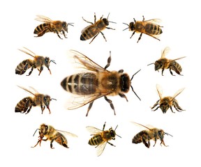 bee or honeybee isolated on the white background