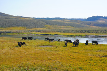 Fototapeta na wymiar View of a herd of bison in the grass in Yellowstone National Park, Wyoming