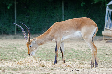 Cobe Lechwe