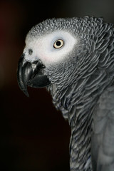 pappagalli-uccelli-grigio--animale-testa