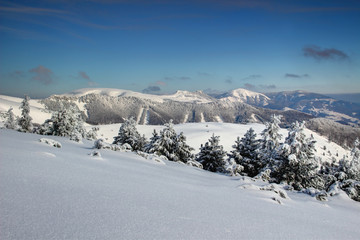 Obraz premium Winter scenery in Velka Fatra range with snow-covered pine trees and woods on ridges under Krizna peak and snow-capped rounded peaks under clear blue sky, Carpathian mountains Slovakia Eastern Europe